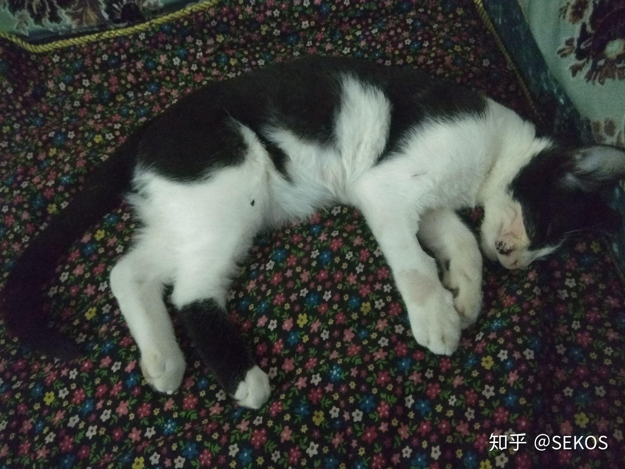 猫坠楼之后物业发现了没死但没有及时通知我,