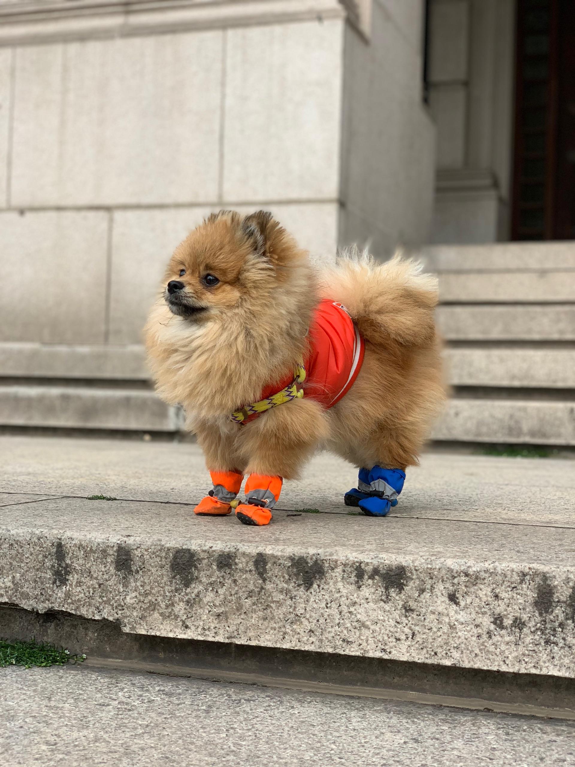 给三只柴犬穿上鞋子走路会有什么反应呢? - 知乎