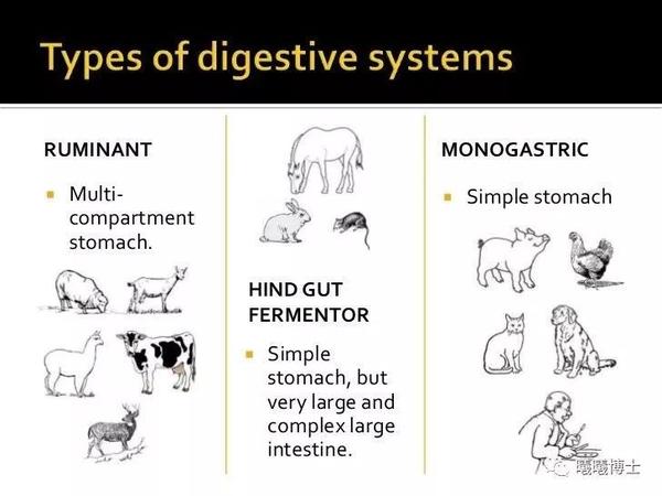 反刍动物,后肠发酵动物,单胃动物(引自schoenian 2012)