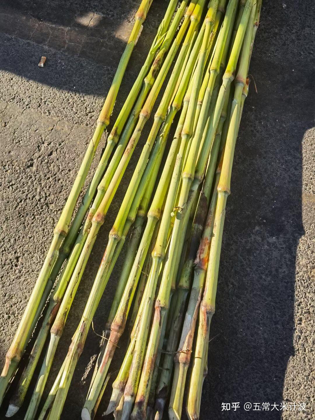 甜杆小时候的最爱