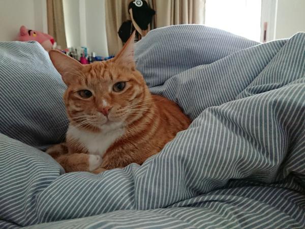 索尼xperia Xz1评测 老酒一壶已醇香 只等识味人 知乎