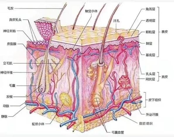 面部皮肤皮层结构图图片