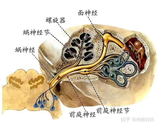 周围神经脑神经图谱以及思维导图 - 知乎