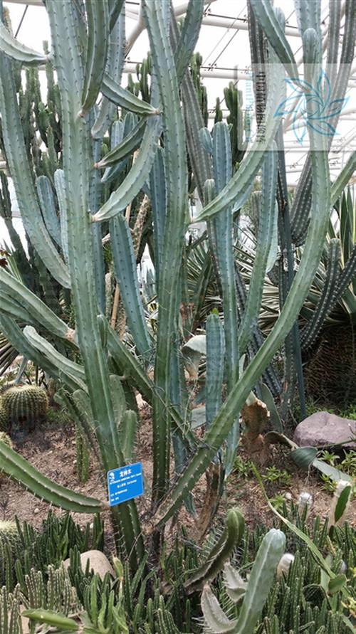 植物之美(九) - 知乎