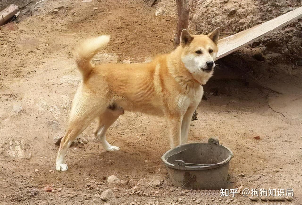 长期吃单一的食物,或者食物不够营养,满足不了狗狗的营养需求,那么
