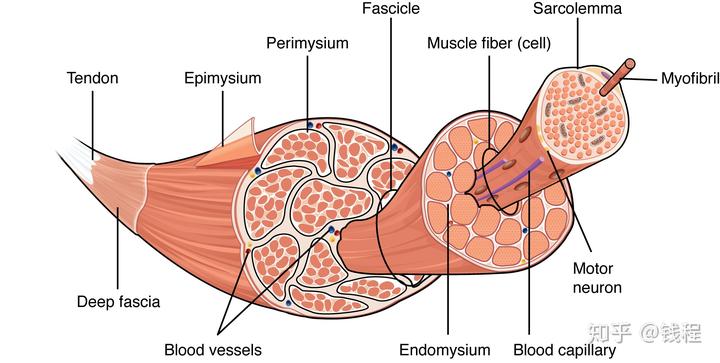 每条肌纤维外面都包着一层肌纤维膜;几条肌纤维组成肌束,外面又会包一