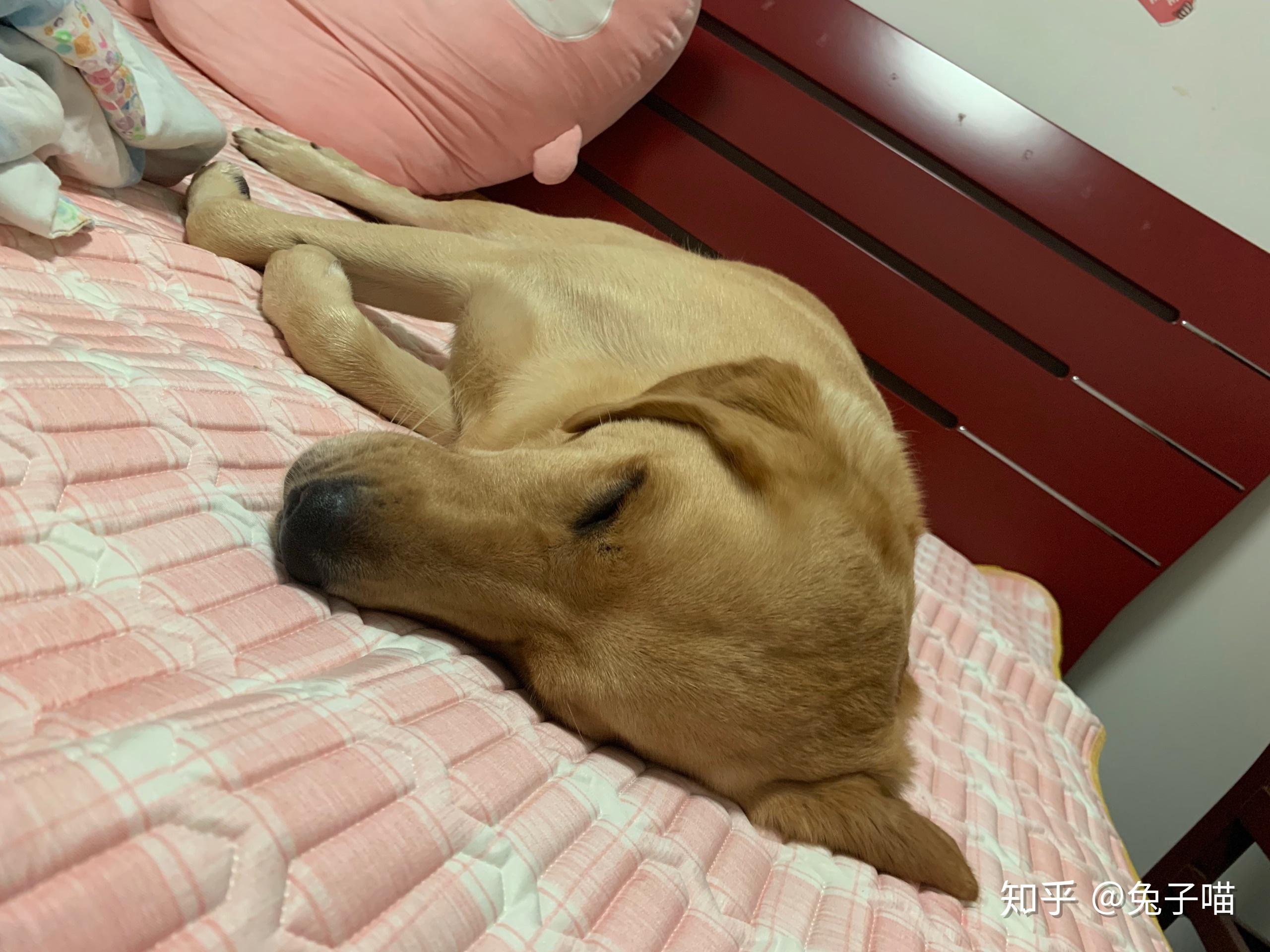 怎么哄狗狗睡觉 v2-d555874fe23c2865c9966cbf26ac7193_r.jpg