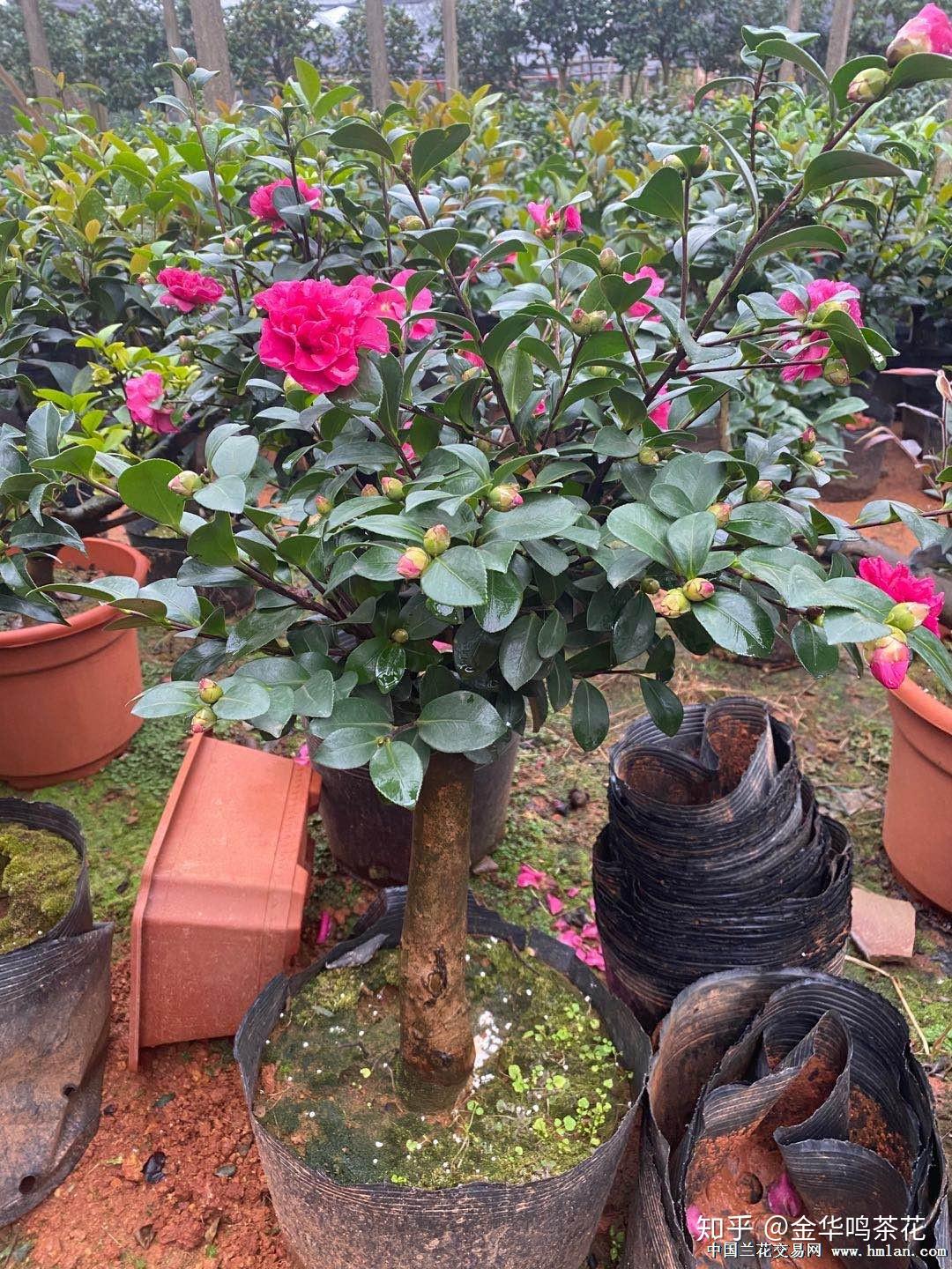 财神茶梅开花了 - 知乎