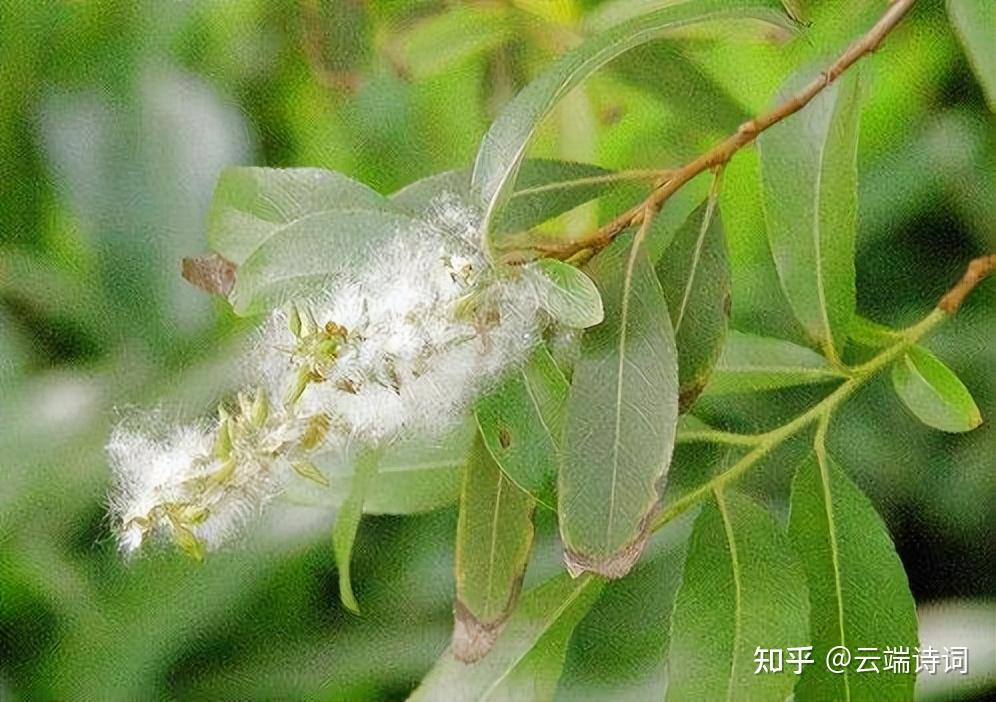 二十首最美的柳絮诗词,飘泊亦如人命薄,空缱绻,说风流 - 知乎