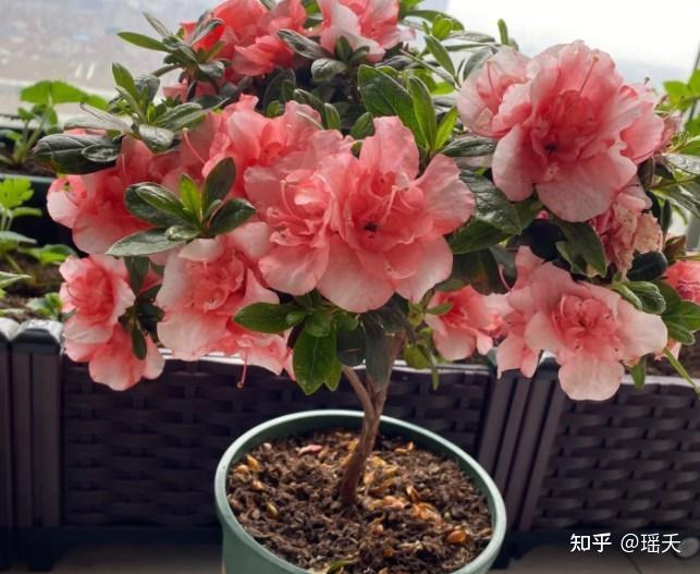 杜鹃花怎么浇水 - 知乎