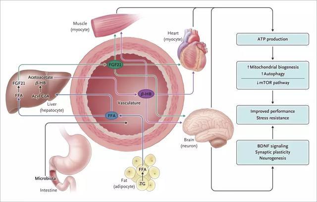 关键是代谢转换