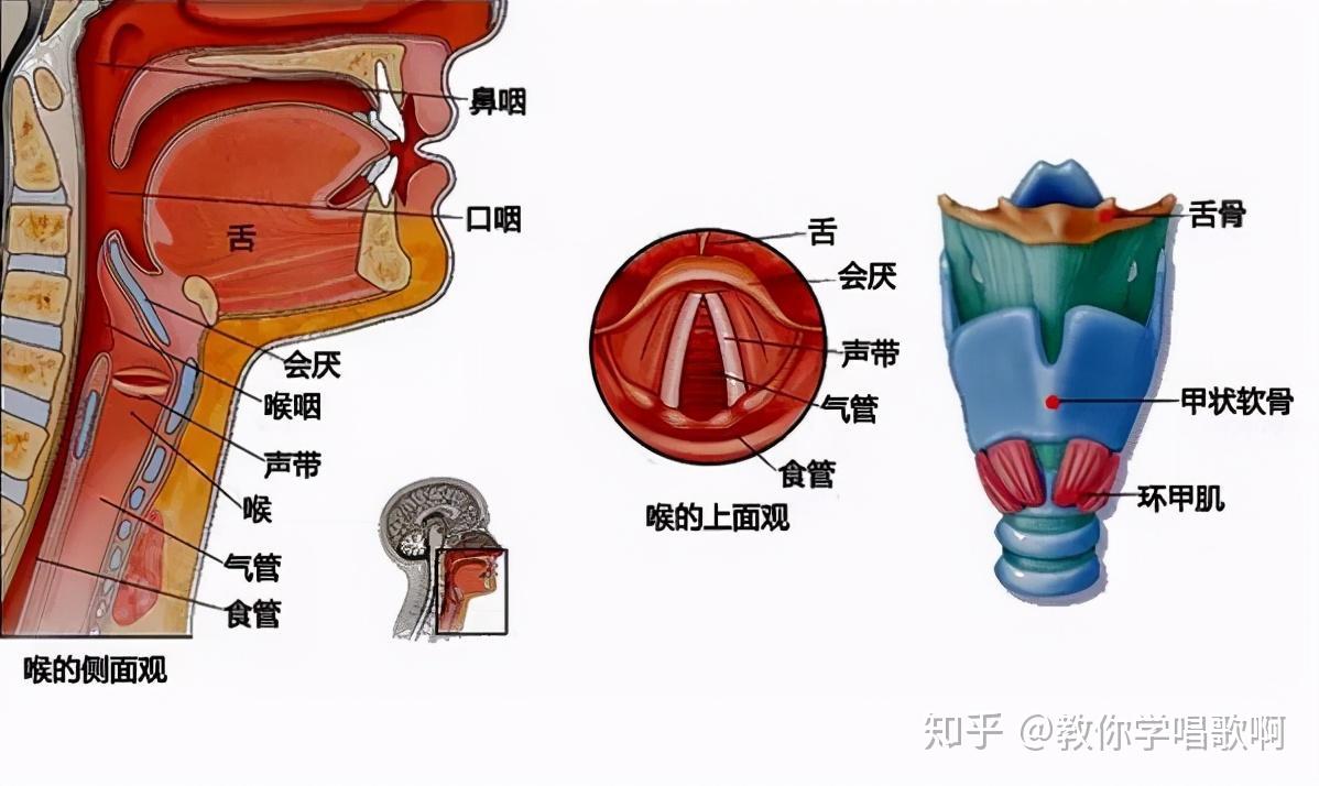 歌唱发声器官结构图 - 知乎