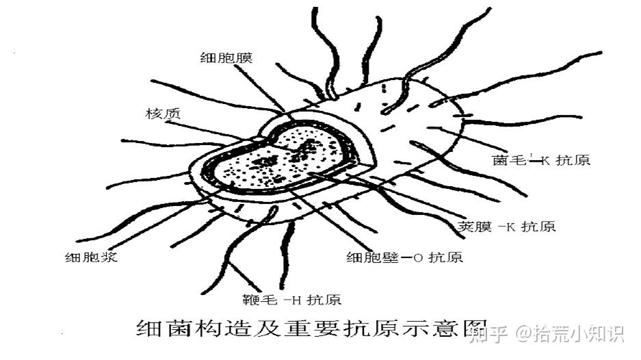 抗原指哪些物质?细菌,病毒等都可以作为抗原吗?快进来了解一下吧!