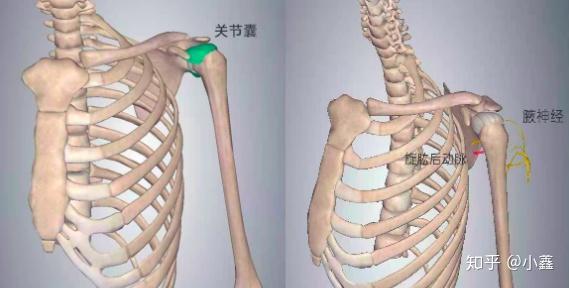 肩部肌肉解剖肩袖肌群