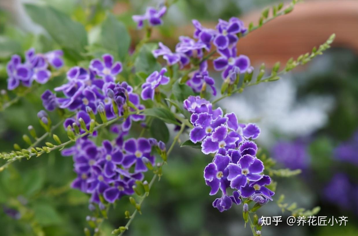 10种花适合夏天养,只要不缺水,使劲晒,整个夏季花开不断 - 知乎