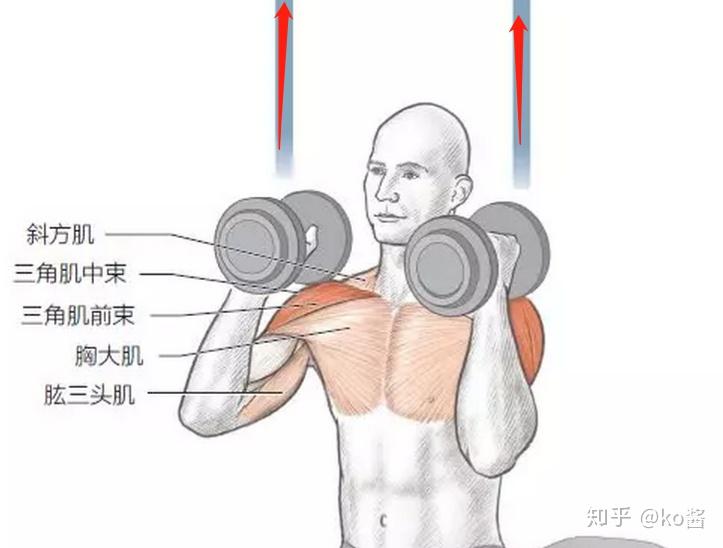 三角肌哑铃侧平举《铁人三项运动解剖学》主要练到的肌肉:三角肌中 