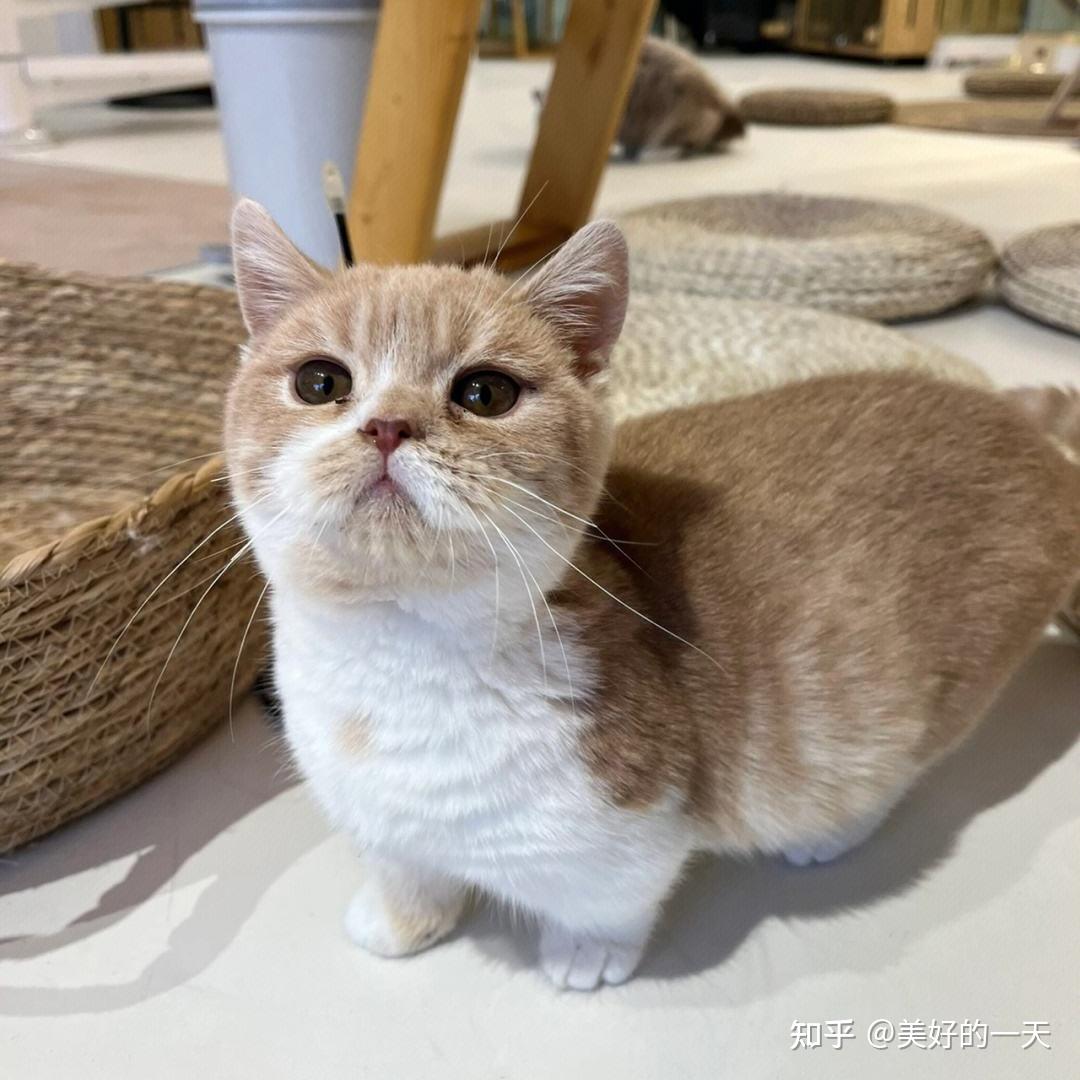 为什么"曼基康猫"逐渐退出宠物圈?网友:这些原因很现实 - 知乎
