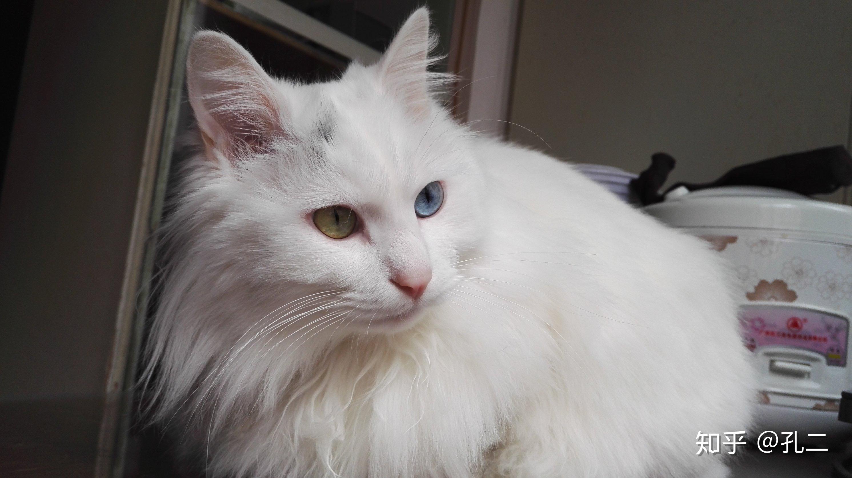 狮子猫为什么被炒到了几千块? - 知乎