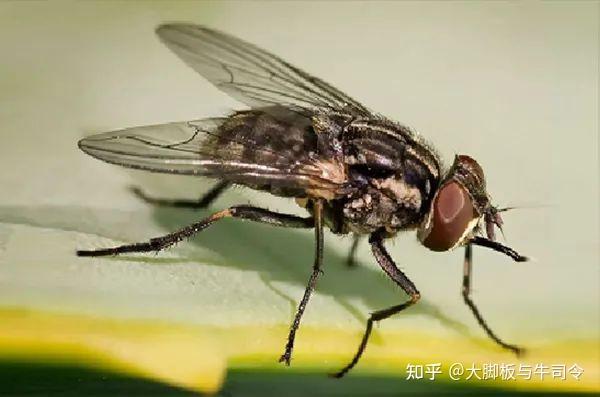 牛司令:让厩螫蝇无处遁形! - 知乎