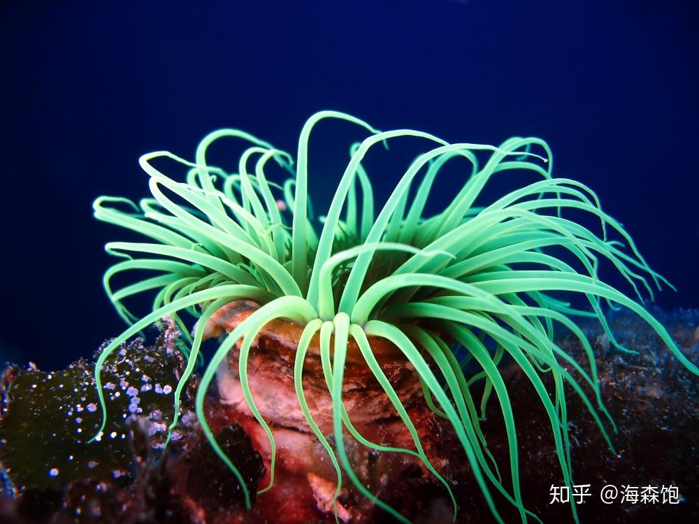 seaanemone