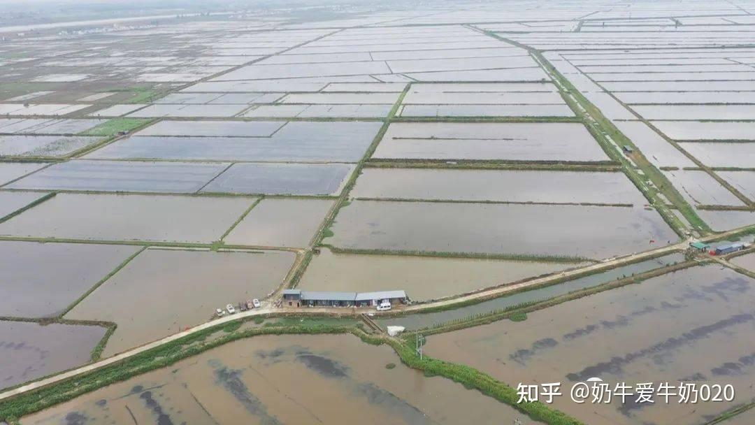 稻虾田间探索出了养虾致富经苦练成了虾产业增收诀