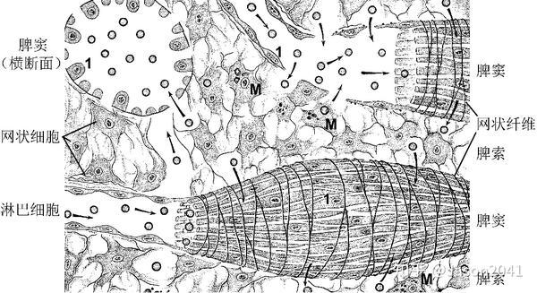 脾的组织结构 - 知乎