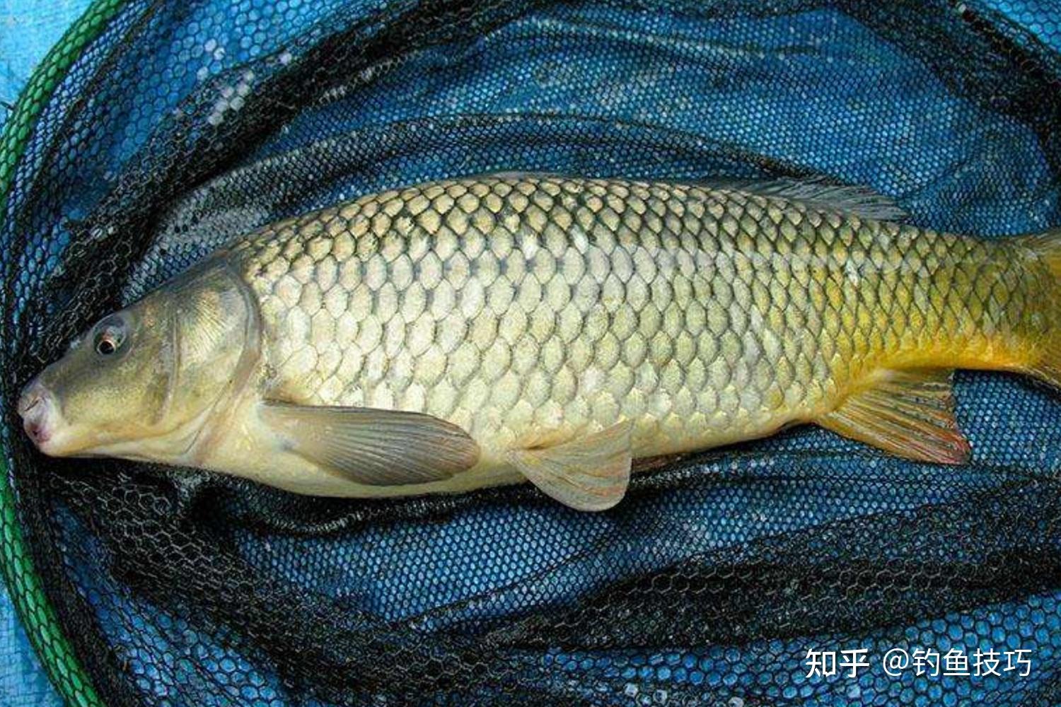 春天在黑坑钓鲤鱼的爆护方法春天钓鲤鱼鱼饵配方