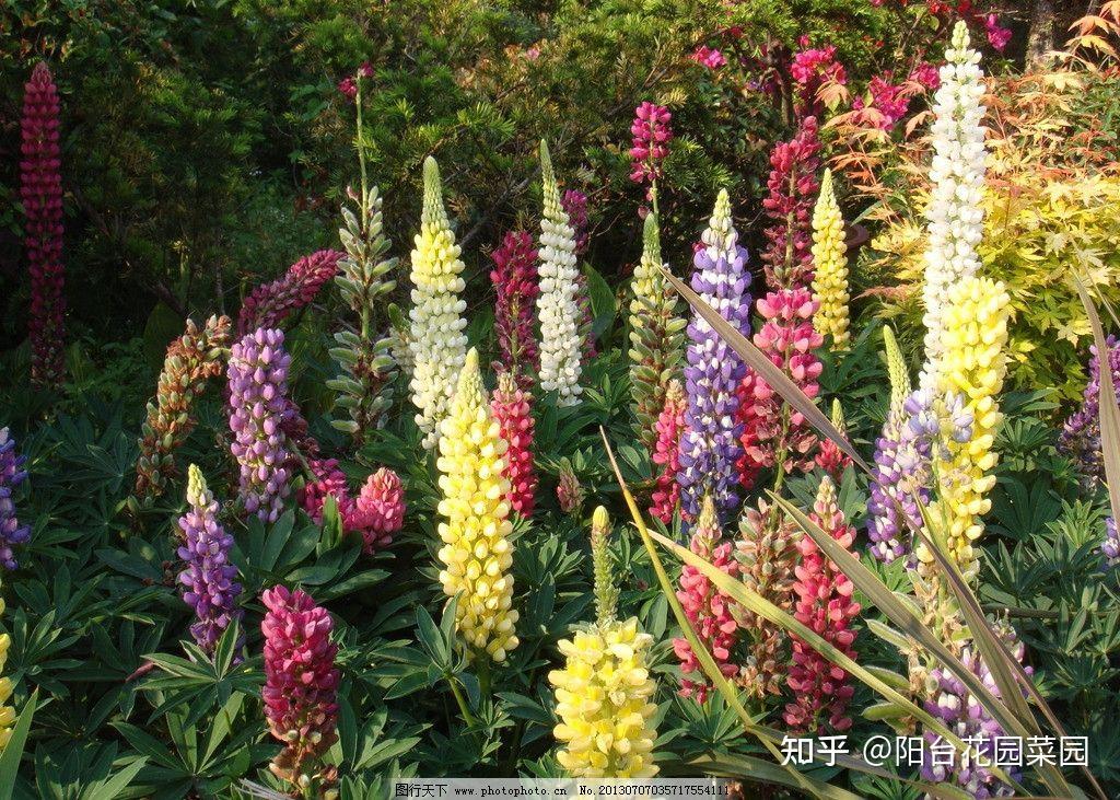 绿化带里的“宝藏”花，花了大笔钱，丢在路边，一点也不起眼 - 知乎