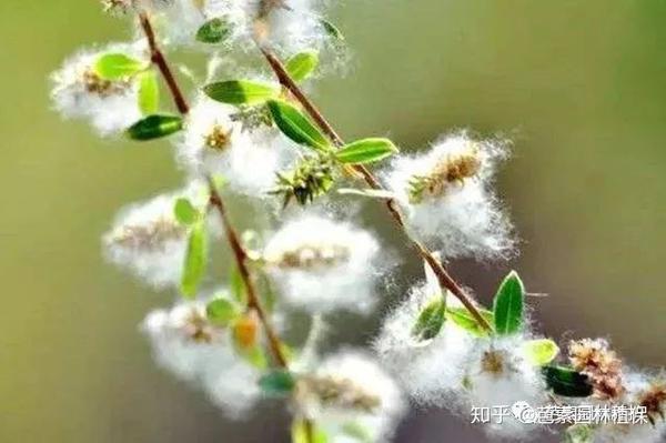 杨柳飞絮如雪花乱飘,应当如何治理? - 知乎