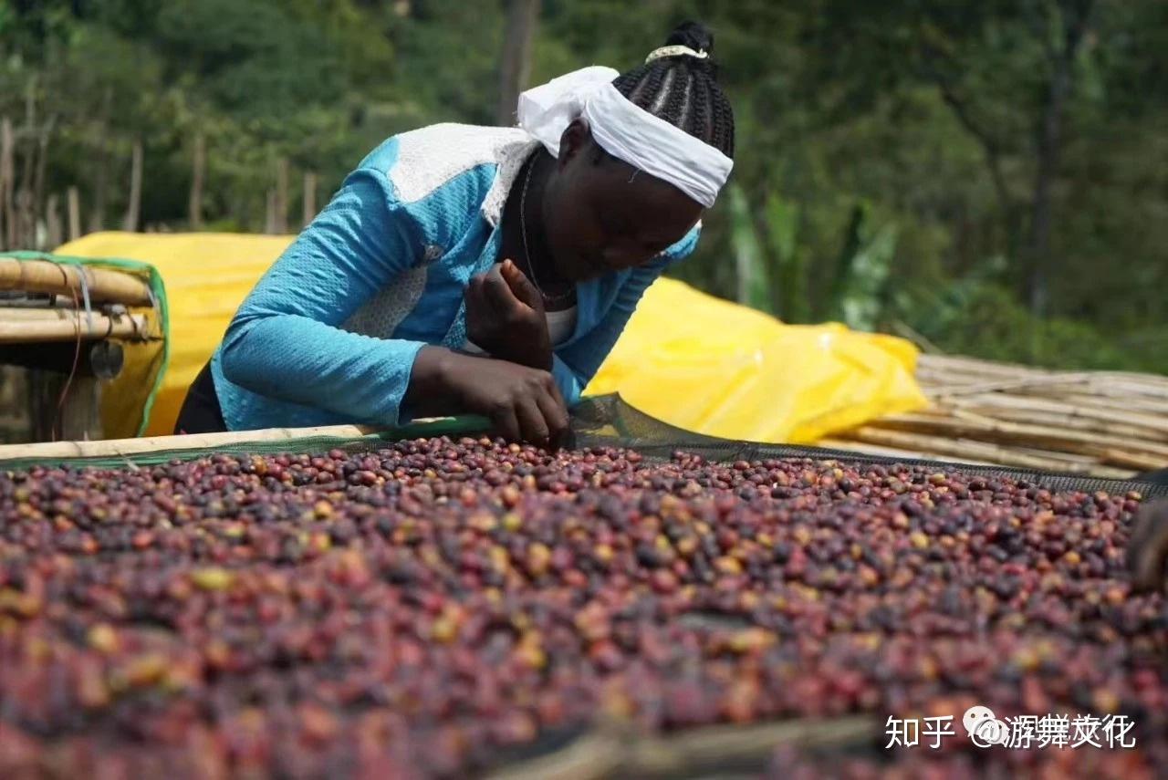 见悦旅行 | 带你走进神秘非洲咖啡起源地bonga半森林农场 - 知乎