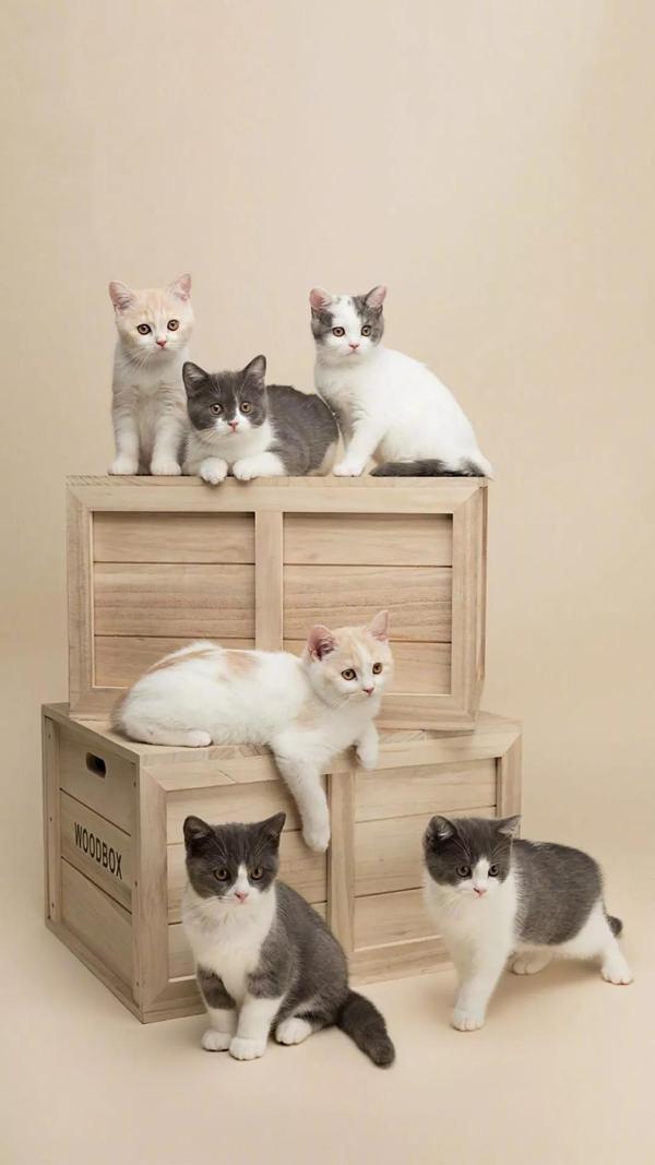 超级可爱的壁纸都有好多猫 知乎