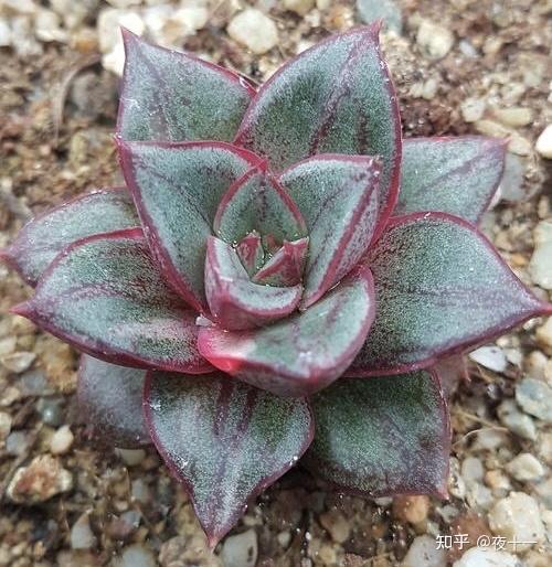 多肉补全计划麒麟座