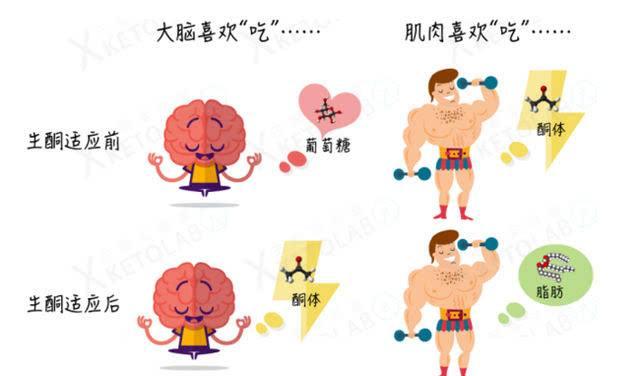 酮体的历史 - 知乎