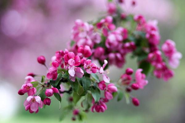 为什么说西府海棠是海棠花中的 上品 知乎