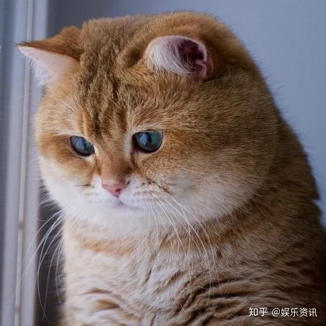 10只橘猫9只胖，这只被收养的流浪橘猫真的是胖成球了，实在是太可爱了 - 知乎