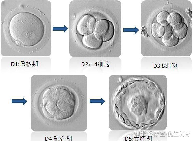 精子和卵子结合全过程 - 知乎