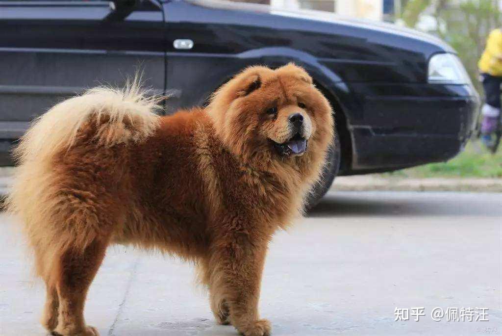 松狮犬为什么禁养，松狮犬的十大优缺点 - 知乎
