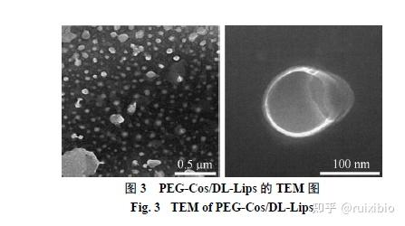 定制聚乙二醇化脂质体dspepegilliciumhenryimangiferinccsko