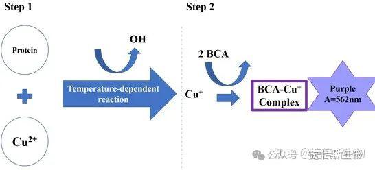 Matlab Bca BCA蛋白浓度测定的原理及常见问题解析 - 知乎