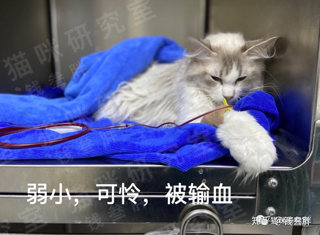 猫献血猫血很贵血型匹配很难希望大家互助共享