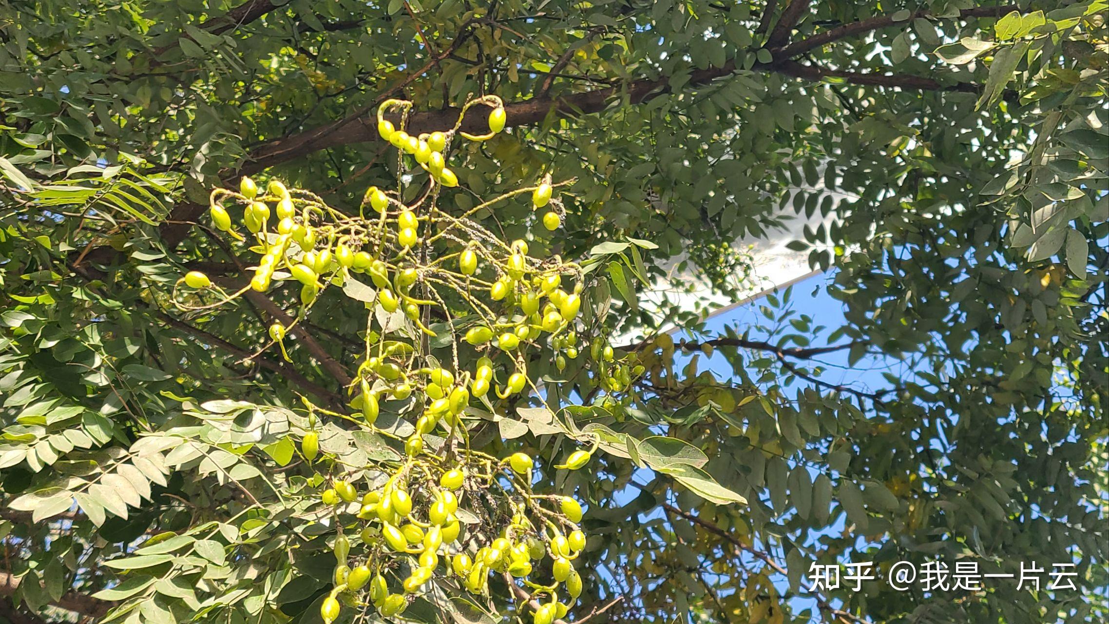 深秋就是好，大树结满路豆角 - 知乎