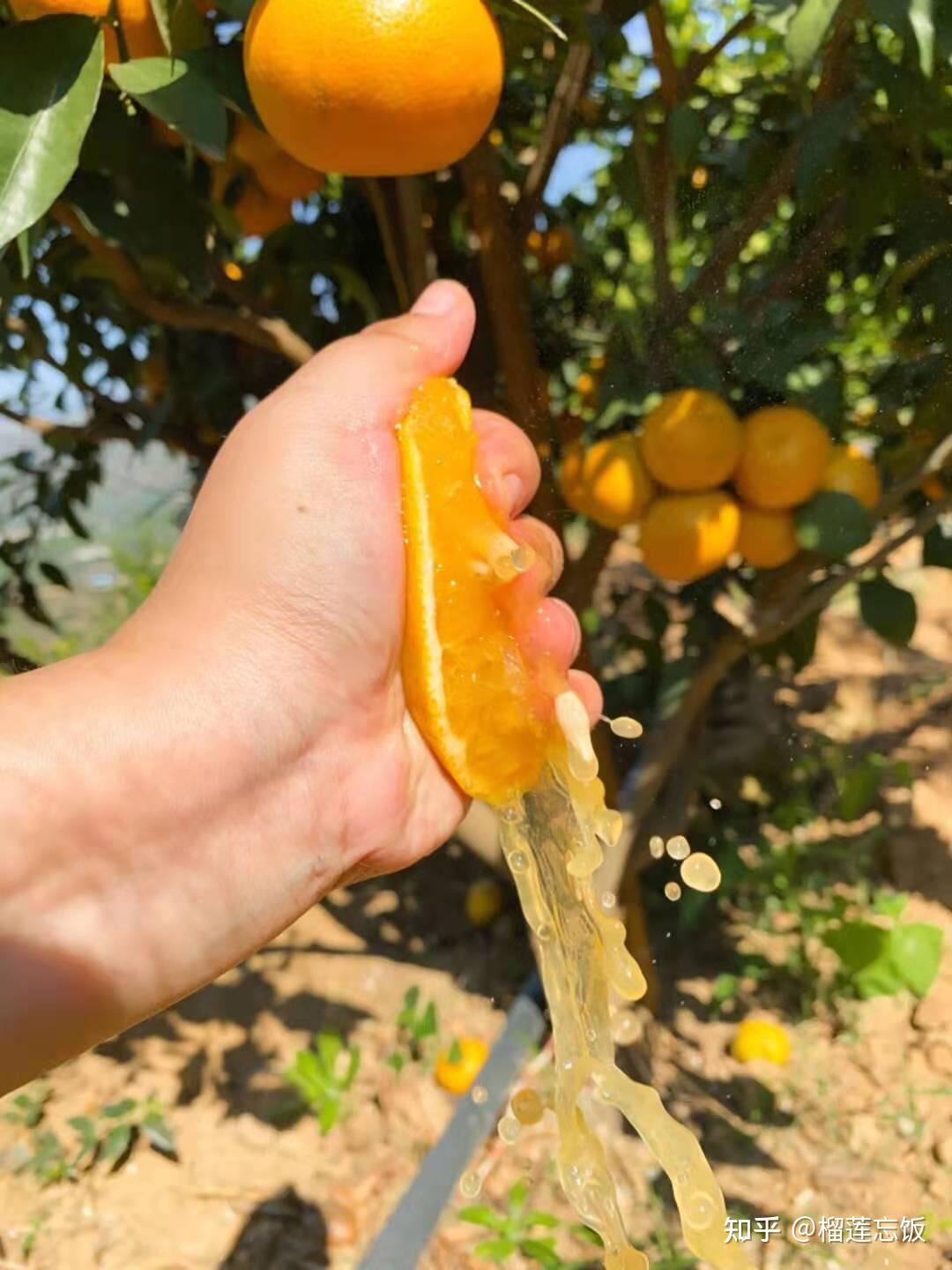 云南哀牢山高原沃柑