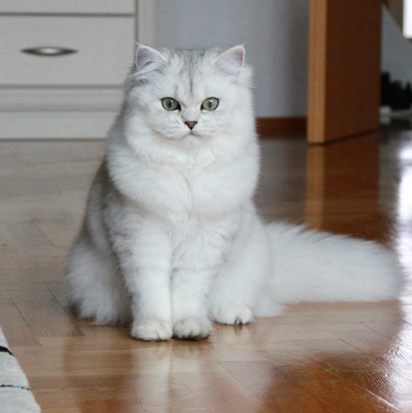 吸猫大会英国长毛猫银渐层muffin