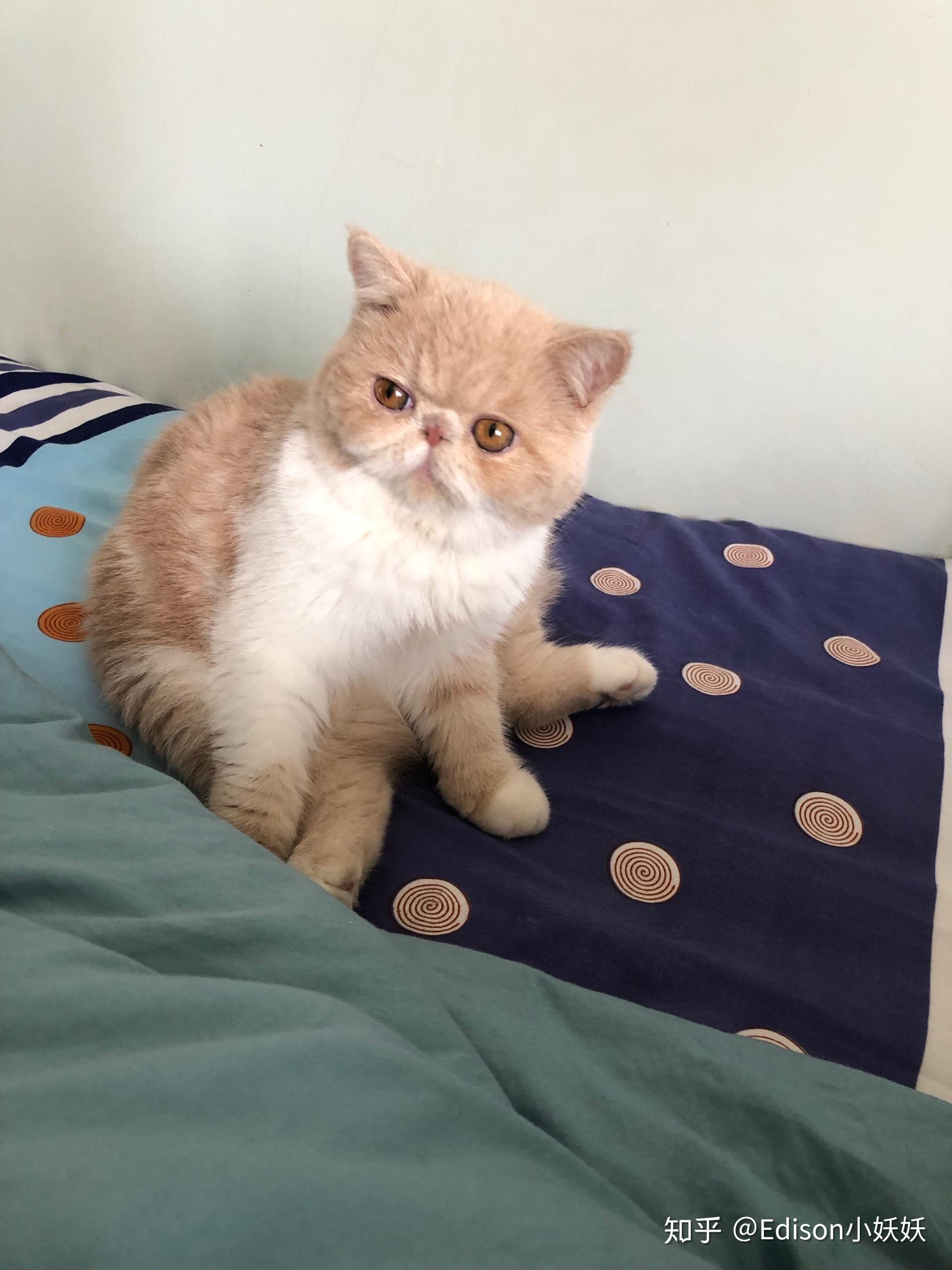 加菲猫尴尬期能有多丑?