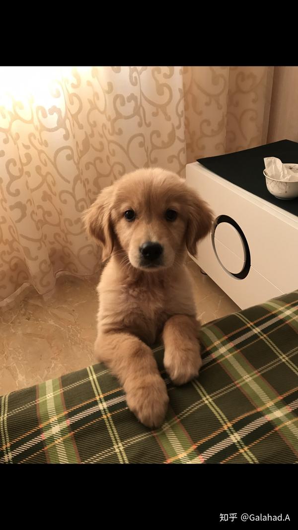 哪个瞬间你觉得你的宠物爱上了你?