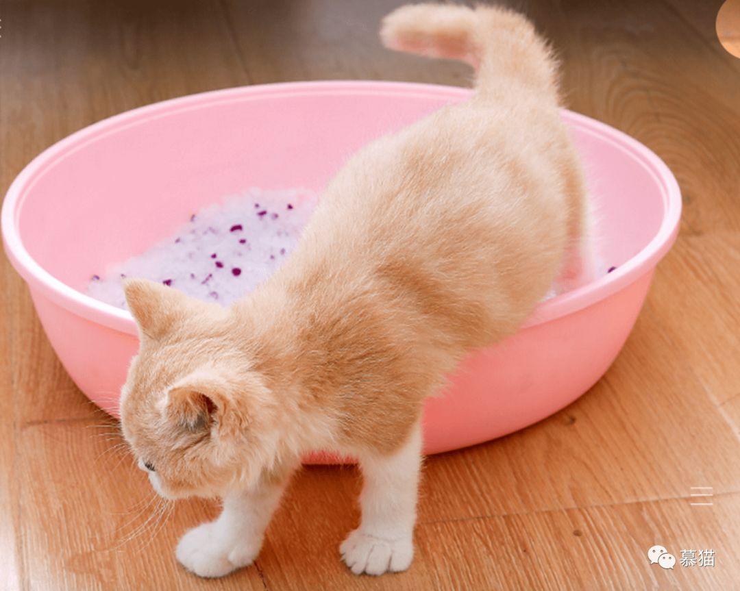 水晶猫砂-烟台恒爱宠物用品有限公司