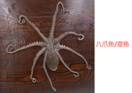 鱿鱼、章鱼、墨鱼、八爪鱼、乌贼傻傻分不清楚?一文教你记住它们(墨鱼章鱼鱿鱼八爪鱼乌贼的区别)