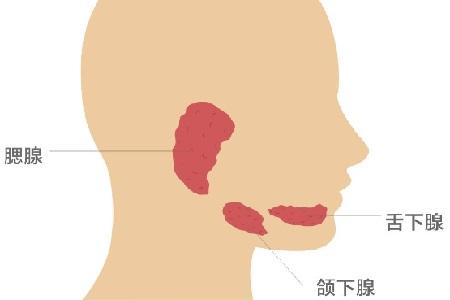 腮腺位置在哪个部位图片