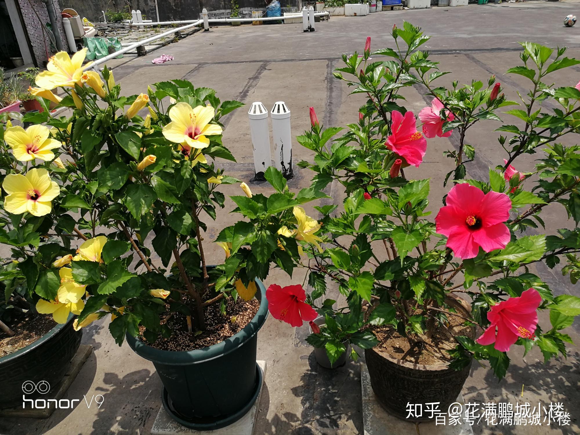 朱瑾花——花大艳丽又皮实耐晒 - 知乎