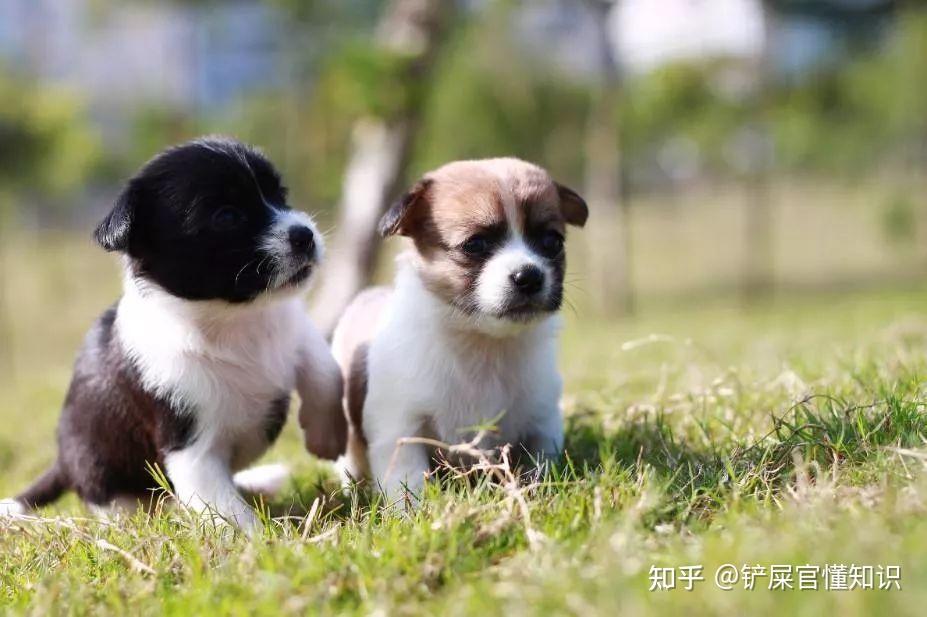 原来养公狗和母狗，差别这么大！ - 知乎